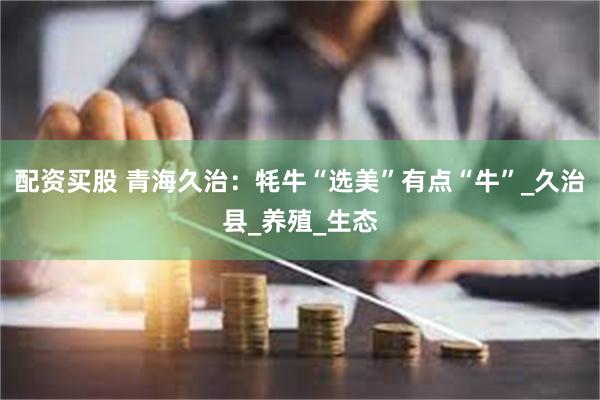 配资买股 青海久治：牦牛“选美”有点“牛”_久治县_养殖_生态