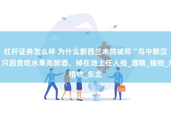 杠杆证券怎么样 为什么新西兰木鸽被称“鸟中醉汉”？只因贪吃水果而醉酒，掉在地上任人捡_酒精_植物_东北